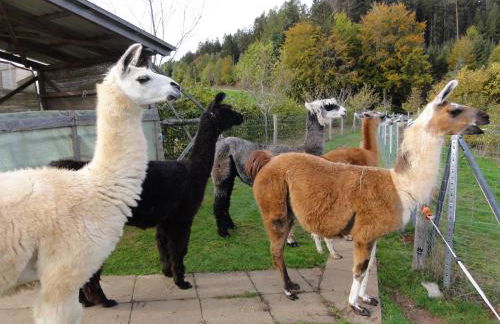 ruhiges Wohnen am Lama und Maine Coon Hof in Alleinlage in Biederbach 3 Zimmer mit Kochgelegenheit Bad - Foto 52