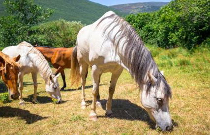Casa Rural Calderón I - Foto 7
