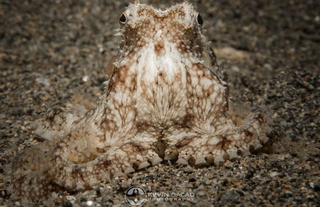 BADLADZ Staycation Condos - Foto 58