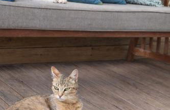 Familienparadies nahe Strand - Baumhaus & Tiere - Foto 51