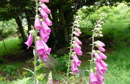 Les Bordes De Paloumières - Foto 39