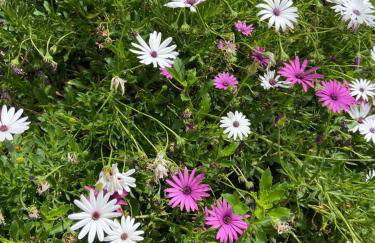 Los Corralitos - Foto 4