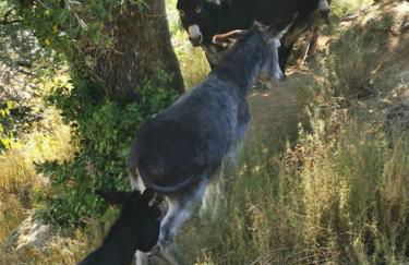 Studio Les Cadichons de la Grange - Foto 21