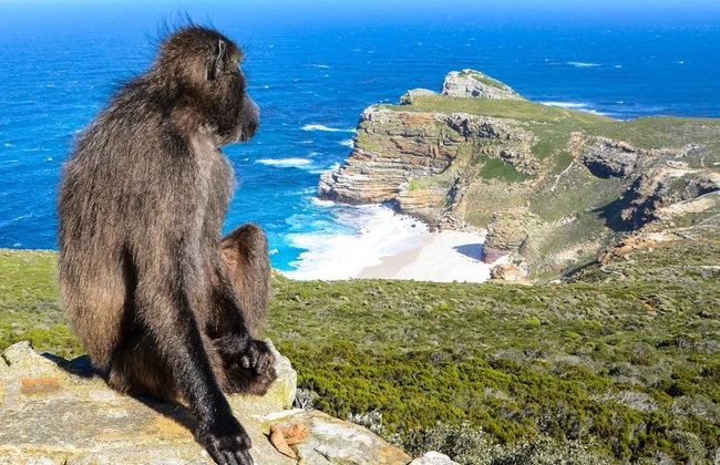 Ground Transportation Chauffeur Service with English Driver - Foto 12