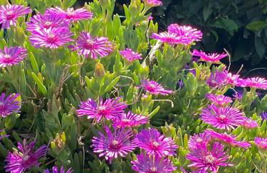 Casa Vacanze Podere San Giusto Volterra - Foto 67