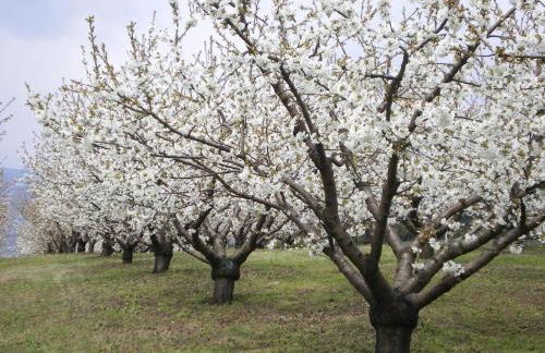 Tenuta Fortelongo - Foto 83