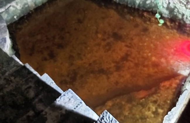 Mini Pini Birdwatching and Cenote Loft4 you Only - Foto 31