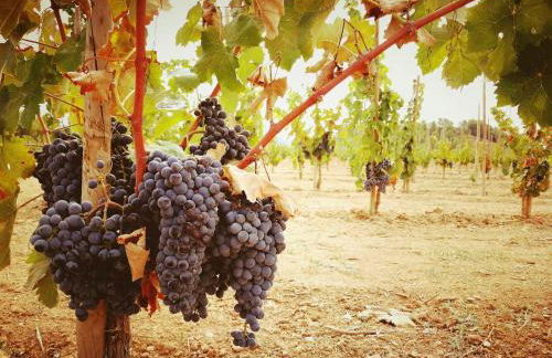 La Ultima Casa Masboquera - Foto 71