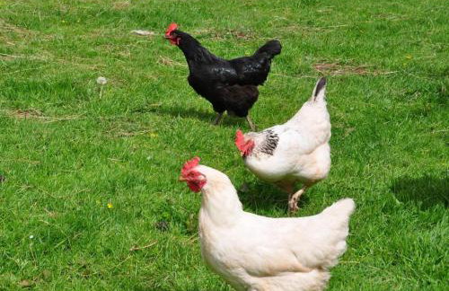 2 Bed in Ross-on-wye oc-73253 - Photo 26