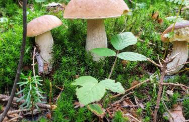 Szumią Dęby - Marcyporęba - Photo 36