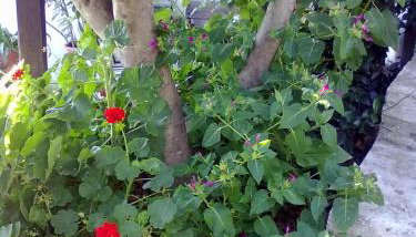 Pelion Orama - Foto 2, Garden