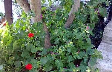 Pelion Orama - Foto 2