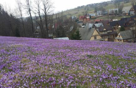 Dom W Krokusach Pokoje Gościnne - Foto 23