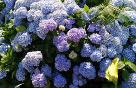 Ape Esquerdo - Foto 22