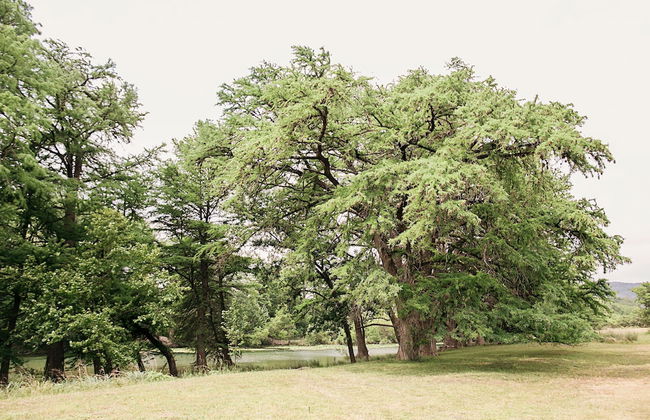 Frio River Cabins - Photo 25