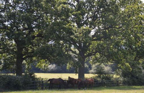 The Annex, Westerlands, Graffham - Foto 18