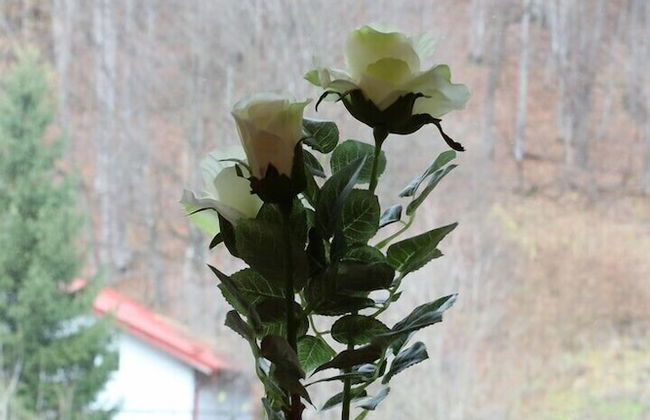 Vlad Studio - Foto 21