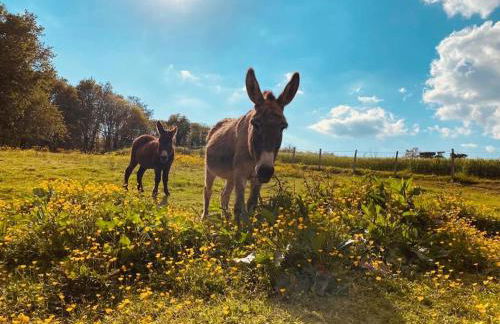 Location maison Mirambeau - 17150 - Foto 20