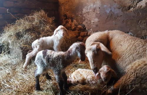 Gästehaus Annemarie - Foto 18