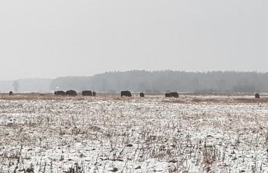 Zdalnie z Lasu - Siedlisko w Puszczy Białowieskiej - Foto 30