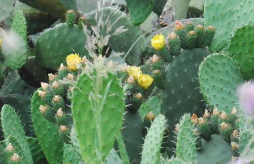 Agriturismo biologico 'A Lanterna - Foto 53