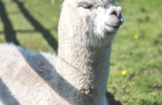 Singleton Lodge Country House Hotel - Foto 20