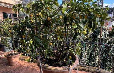 La Limonaia di Vanna - Foto 37