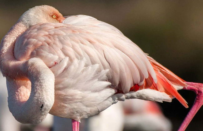 Avistamento de aves no Estuário do Sado - Foto 4