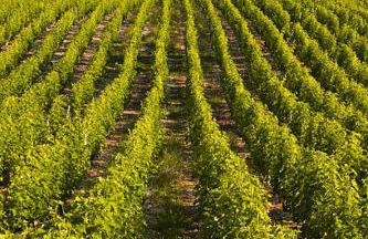 Le Logis des Ais - Foto 30