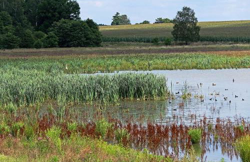 Ferienhof "Alte Försterei" - Foto 21