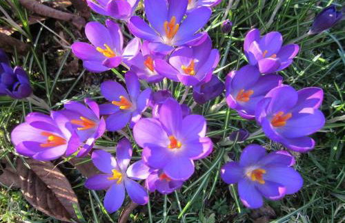 Cosy cottage flat - Foto 44