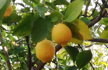 Ma Maison Nafplio - Foto 23