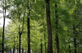 Ferienhaus Birkelbach - Foto 37