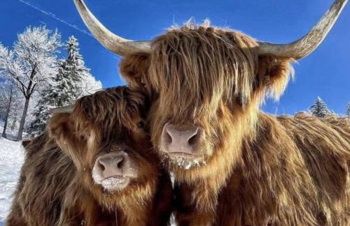 Bridge Cottage - Foto 34