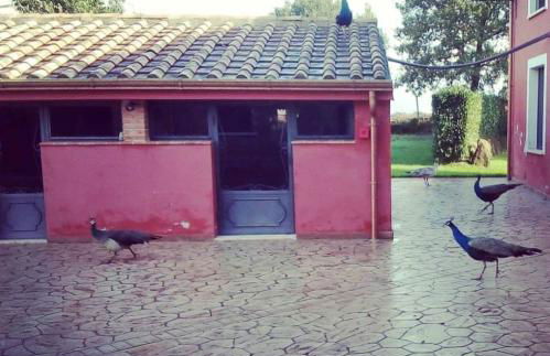 Agriturismo Podere Del Lepre - Foto 36