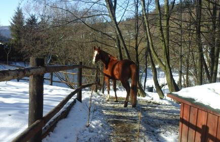 Ropuszy Dwór - Foto 19