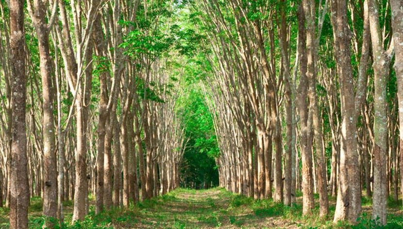 Phuket Island City Tour + Phi Phi Island + Fantasea Show - Foto 2