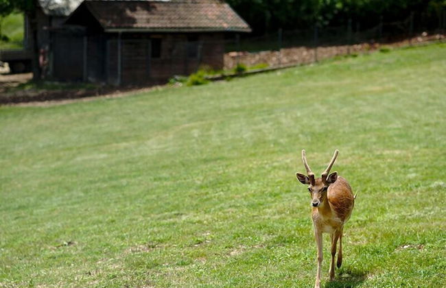 Agriturismo Tenuta del Daino - Photo 17