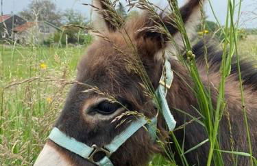 Charmant appartement à Etival-Clairefontaine - Foto 13