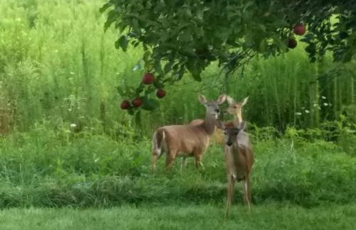 Cabin in the Woods-Peaceful 1BR 20-Acre Rural Retreat-HotTub&WiFi near Asheville - Foto 12
