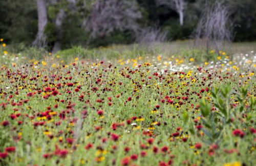 Romantic Cottage Rental on a Beautiful Farm in the Countryside near Austin, Texas - Photo 23