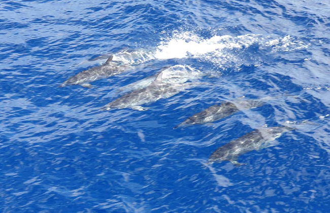Los Cristianos Whale + Dolphin Watching Boat Tour - Photo 8