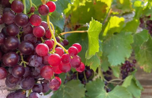 Nionas Cheerful House - Foto 15