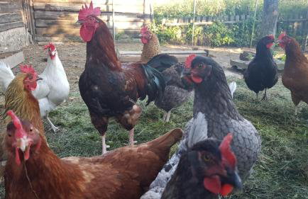 Jabłkowo-na skraju Puszczy Boreckiej ŚNIADANIA W CENIE - Foto 73