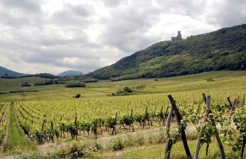 Vignobles Frey-Sohler - Foto 23