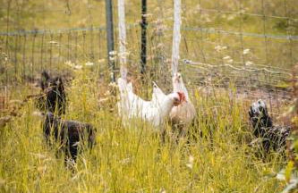 Auszeit Altenhorst, Bauernhaus - Foto 40