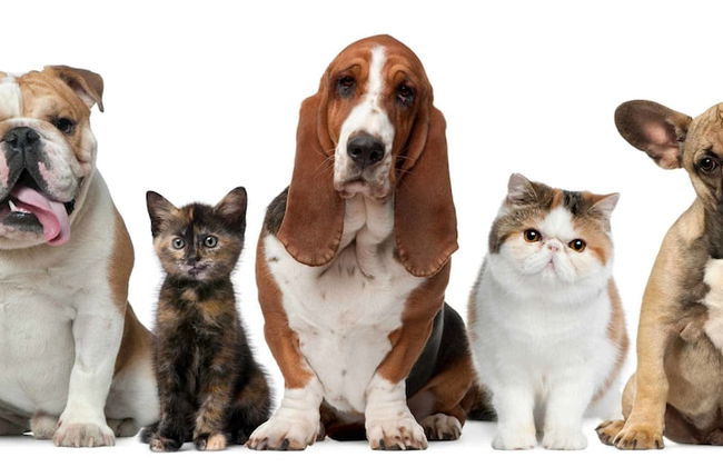 Baan Dusit - Foto 24