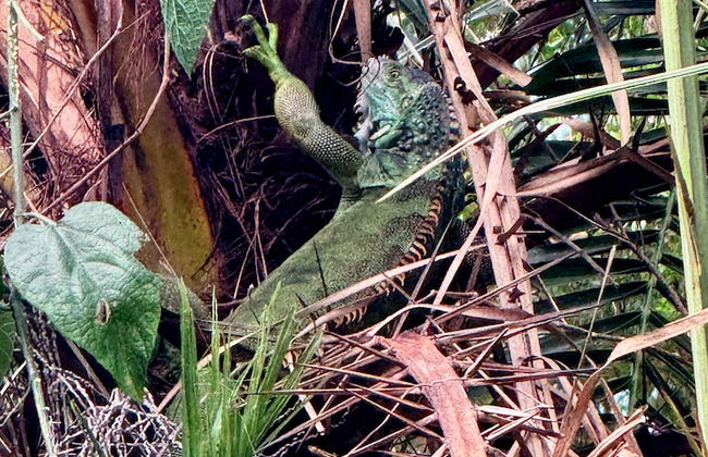 Brand New Coral Reef Suite Located in Paradise Island Estate - Foto 50