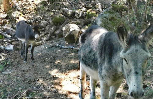 Studio Les Cadichons de la Grange - Foto 22