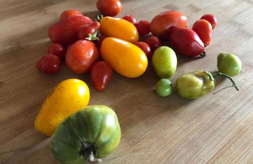 Horto do Amor - Foto 18